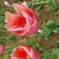 苦菜花t_t